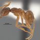 Illustration for article titled Southern United States Invaded by Hairy, Crazy Ants that Attack Electrical Systems